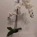 بيت ضيافة Dodo's House