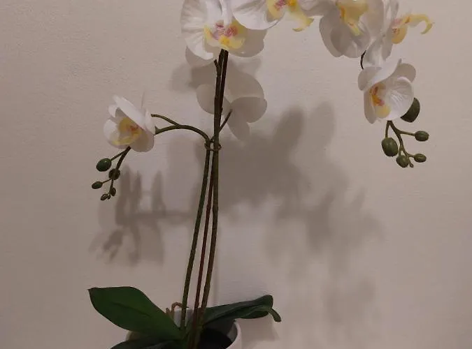 Affittacamere Dodo's House